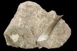 Fossil Plesiosaur (Zarafasaura) Tooth - Morocco #119661-1